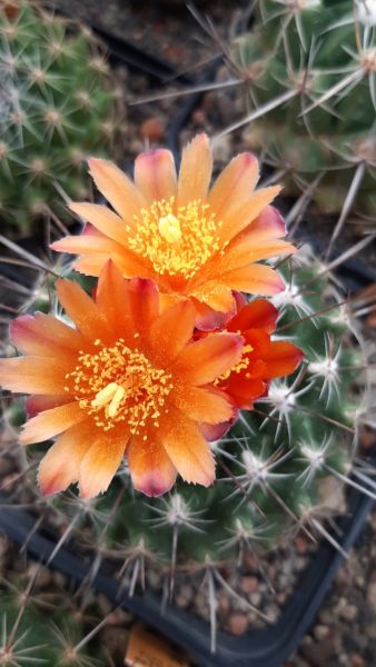 Thelocactus conothelos - bunte Blüten